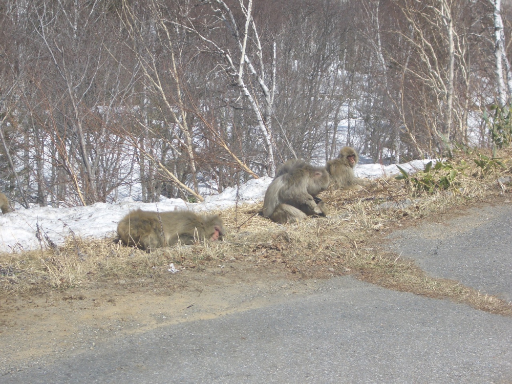 逃げようともしません 写真ブログ 志賀高原一の瀬 スカイランドホテル